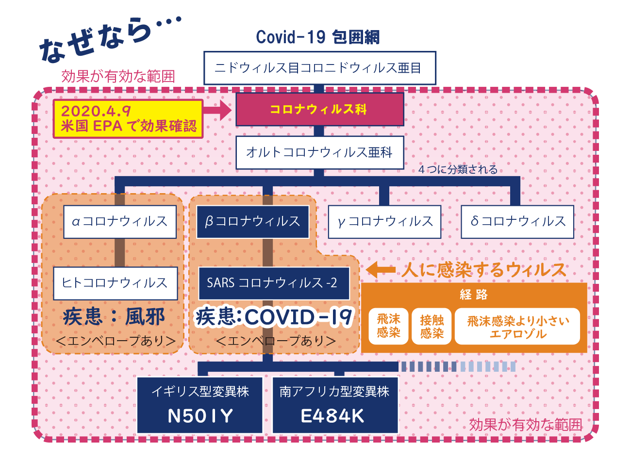 なぜなら…Covid-19包囲網　ニドウィルス目コロニドウィルス亜目以下のコロナウィルス科以下全てのウィルスに対して二酸化塩素水溶液は2020年4月9日米国EPAで効果確認承認された範囲の中にあるため、飛沫や接触、エアロゾルにより人に感染する、既存のβコロナウィルス以下のイギリス型変異種N501Yや南アフリカ型・ブラジル型変異種のE484Kに対しても有効です。さらに、今後新たに派生してくる変異種にも、将来的にワクチンにより変化していくだろうと言われている風邪と同等のヒトコロナウィルスに弱体化した場合でも二酸化塩素水溶液の有効な効果の範囲として安心して安全にご使用頂く事が出来ます。